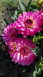 Summer nature flowers