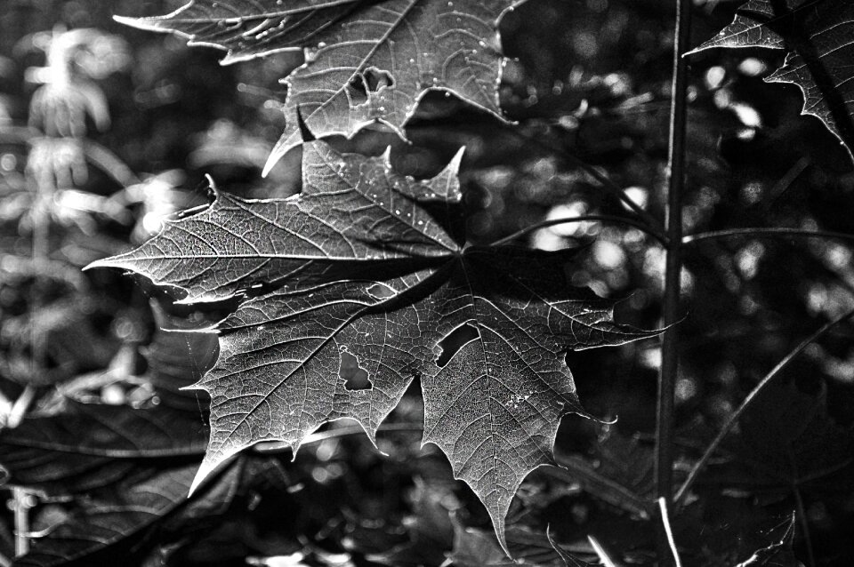 Leaves foliage dense