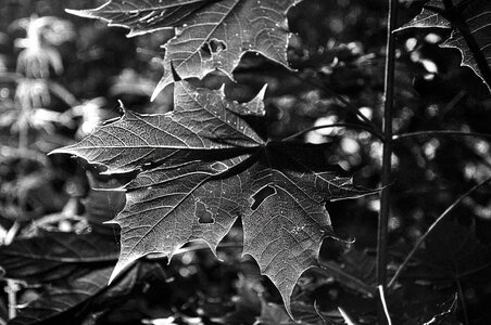 Leaves foliage dense photo