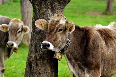 Cute ruminant dairy cattle