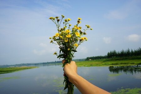 Chrysanthemum river ye tian
