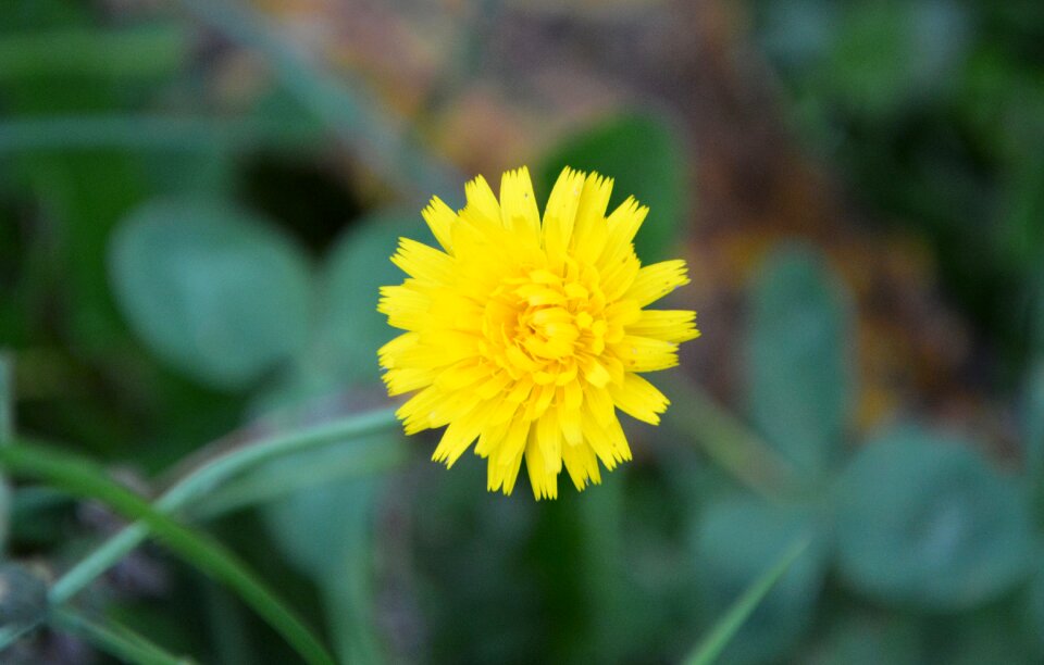 Nature petals yellow daisy
