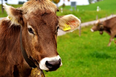 Cute ruminant dairy cattle