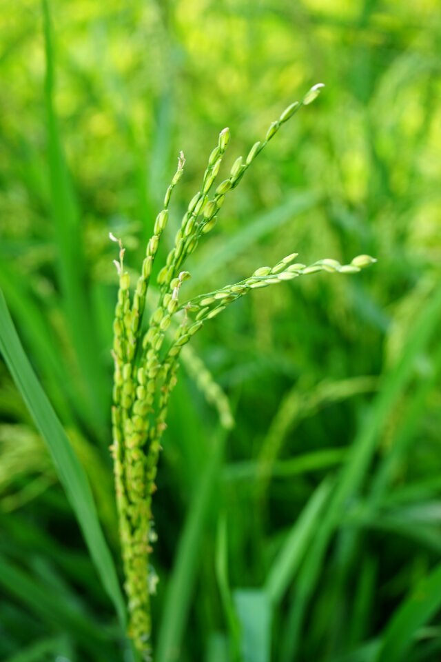 Plant macro wheat