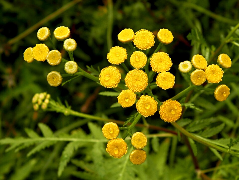 Forests flowers country