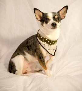 Sweet jack russel animal portrait photo