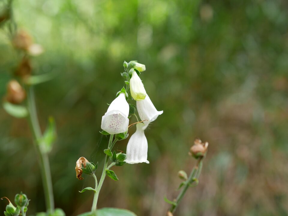 Flowers white flowers whites