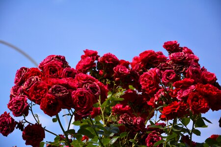 Nature garden red photo