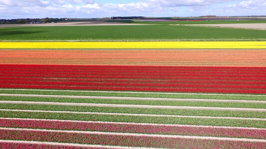 Spring bulbs bulb netherlands