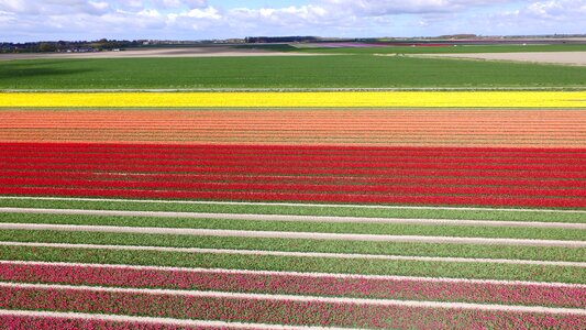 Spring bulbs bulb netherlands photo