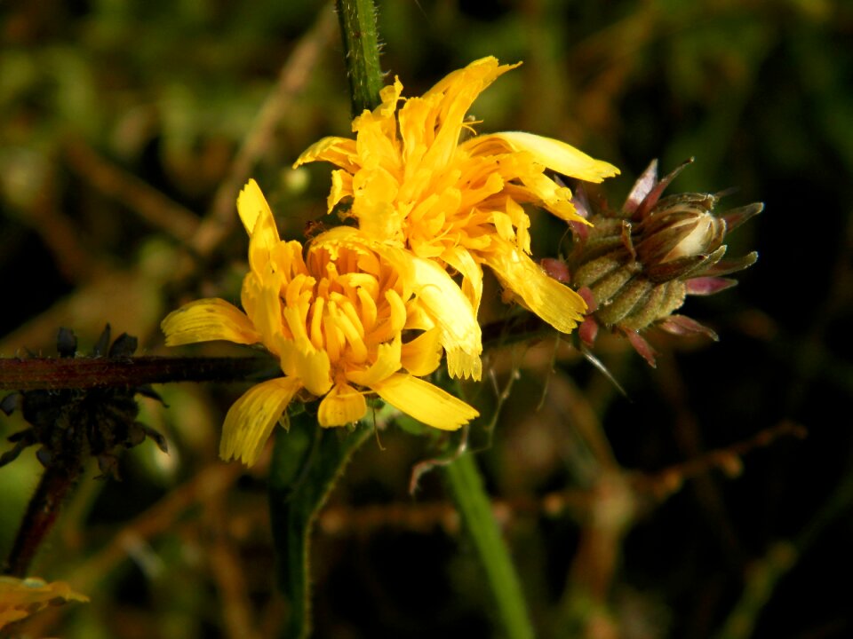 Forests flowers country