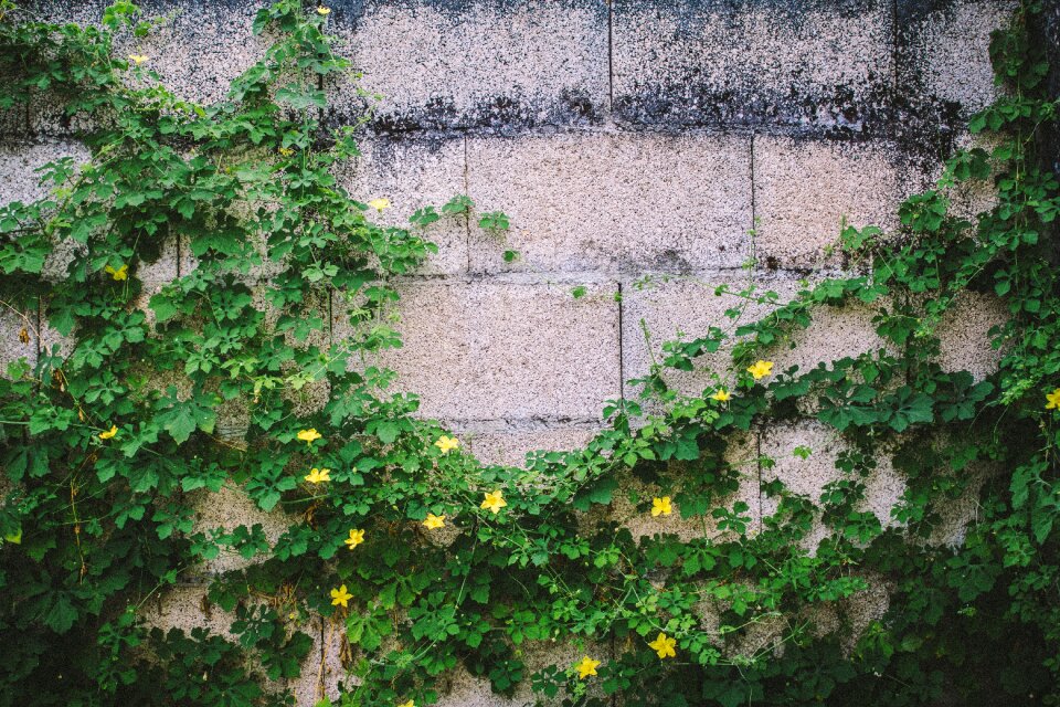 Leaves flowers wall
