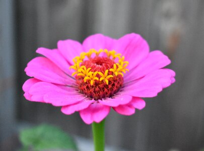 Flower pink petal