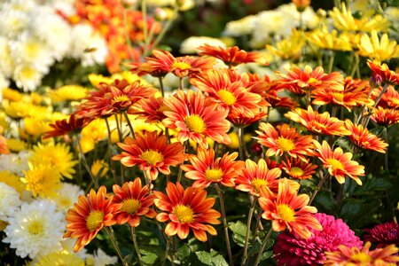 Flowers plant macro photo