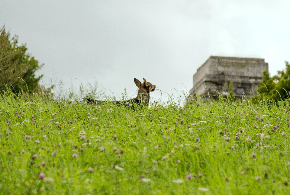 Flower meadow quadruped nature