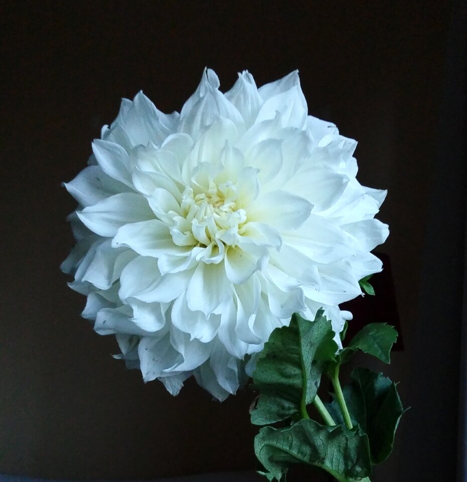 Nature floral summer