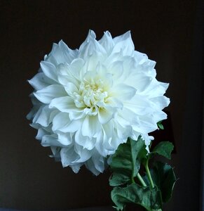Nature floral summer