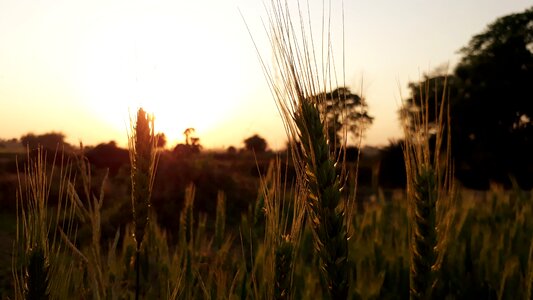 Farm field agriculture
