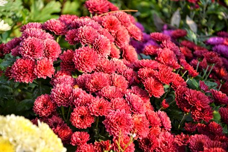 Flowers plant macro photo