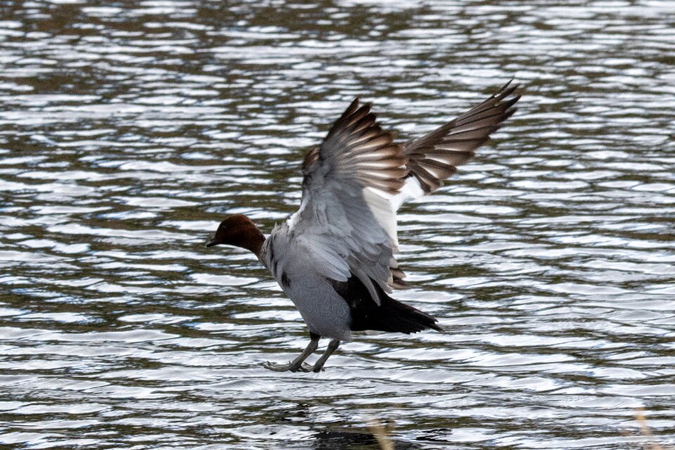 Waterfowl animal duck