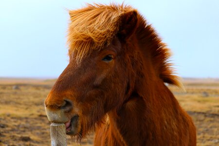 Land blue sky animal