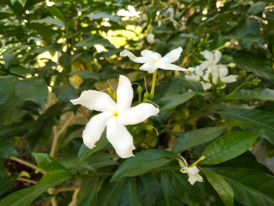 Jasmine flower flower white flower