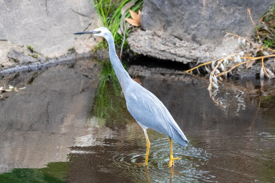 Wildlife animal outdoors