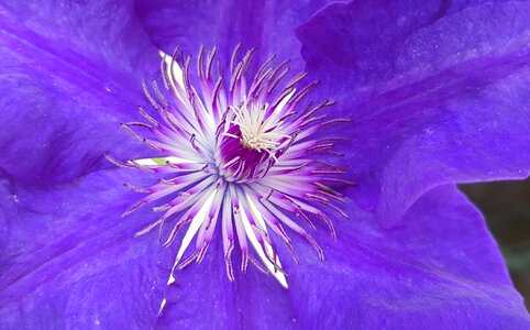 Bloom flower plant