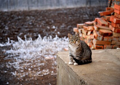 Outdoors cat leann photo