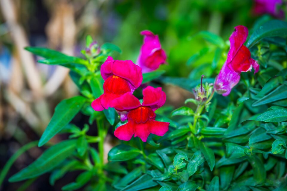 Snapdragon garden lion maul plantaginaceae