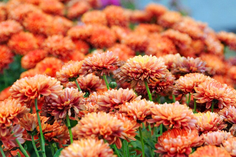 Plant flower summer plants