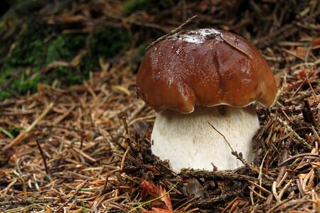 Mushrooms autumn boletus edulis photo