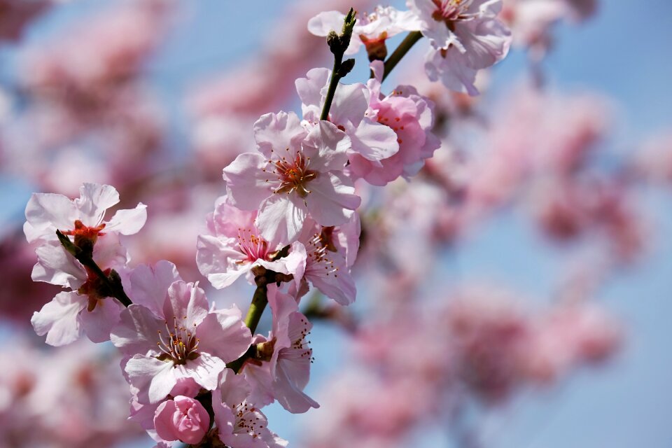 Japanese cherry flower blossoms blütenmeer photo