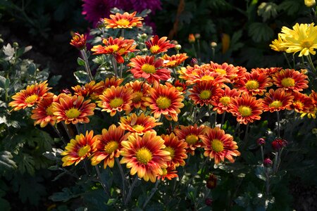 Flowers plant macro photo