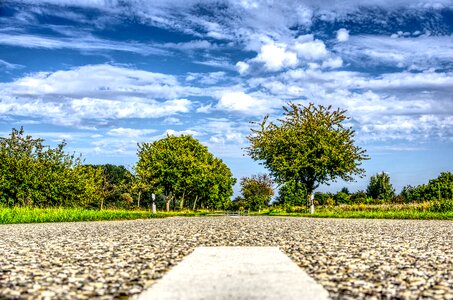 Trees forest roadway
