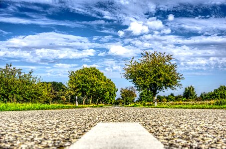 Trees forest roadway photo