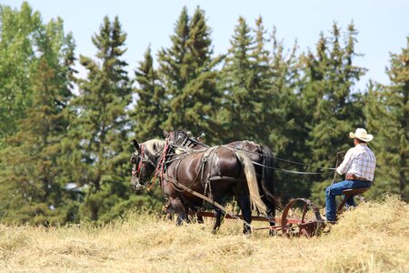 Horsepower nature grass