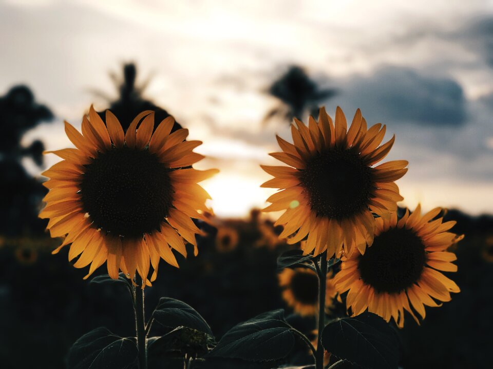 Sunflower flower yellow flower