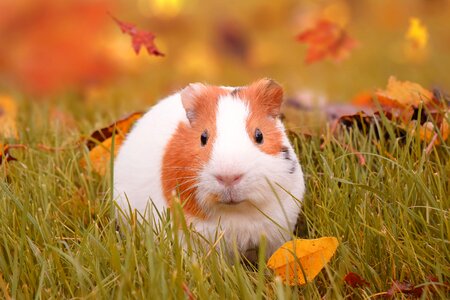 Pet fall leaves