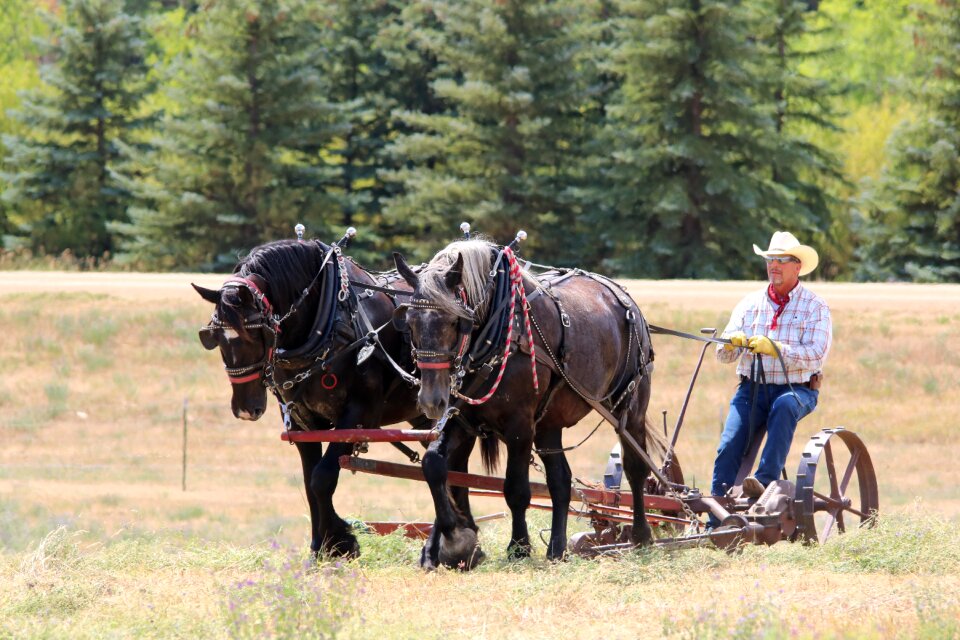 Farm hay agriculture