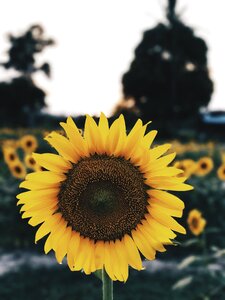 Sunflowers flower yellow flower