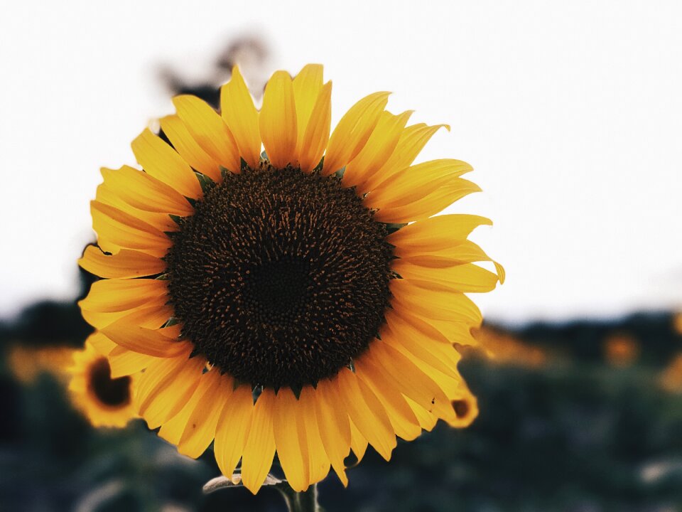 Sunflowers flower yellow flower