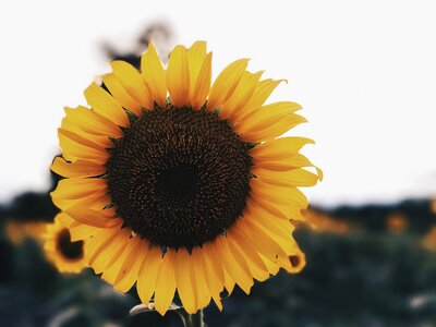 Sunflowers flower yellow flower