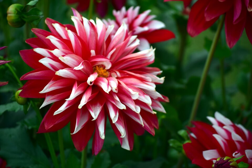 White nature garden