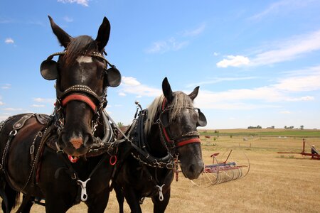 Animal horses draft team photo