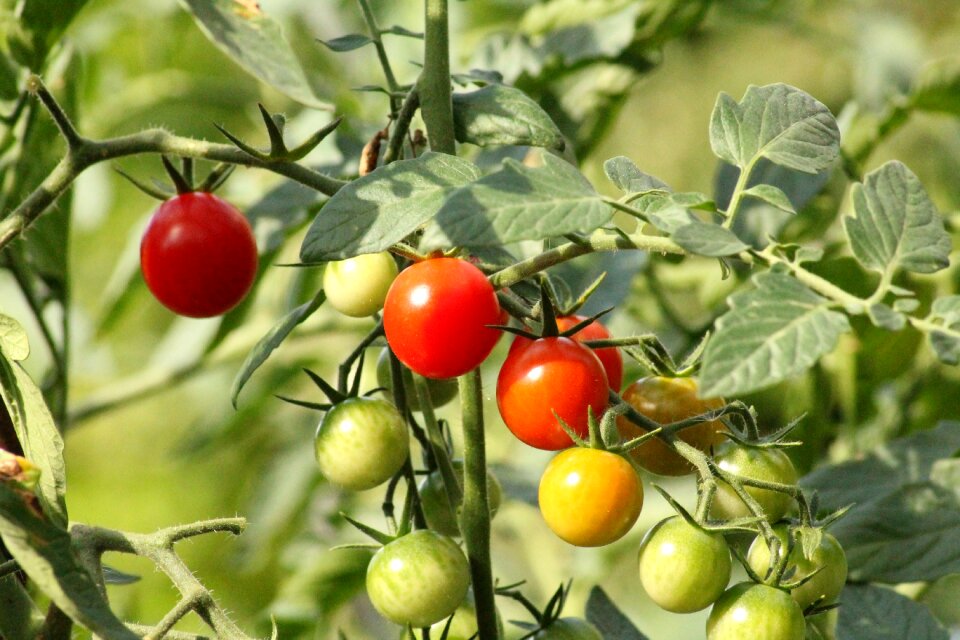 Vegetable garden bio salad