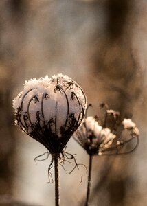 Close up wild carrot macro photo