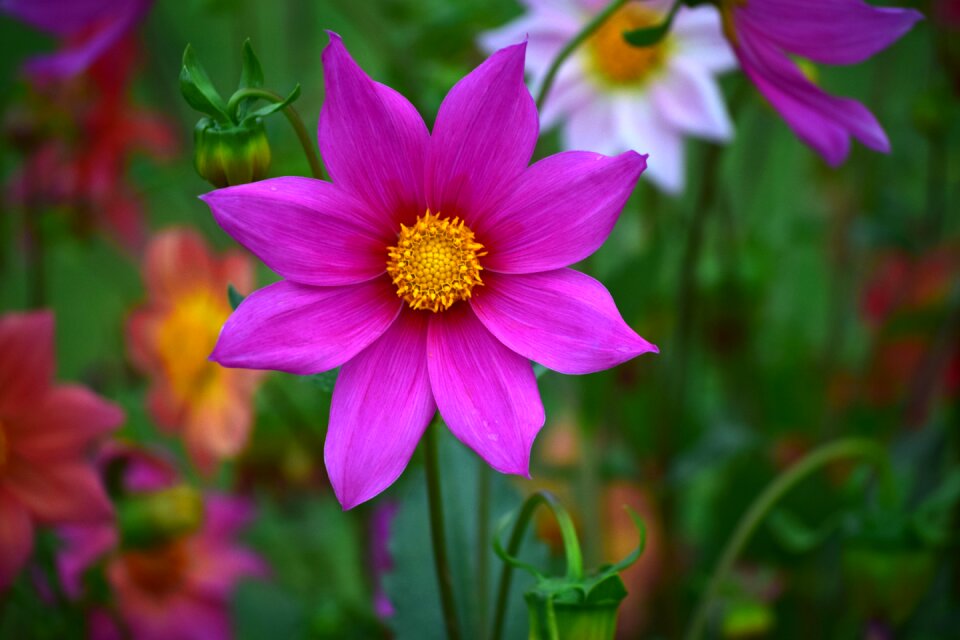 Petals nature pink photo