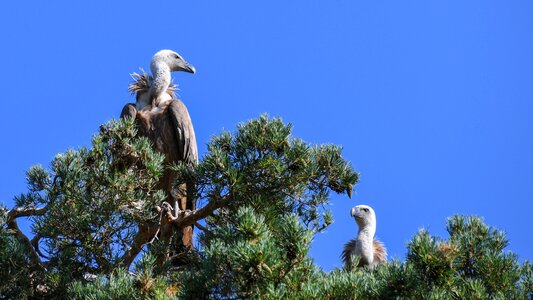 Griffon vulture sky scavenger photo