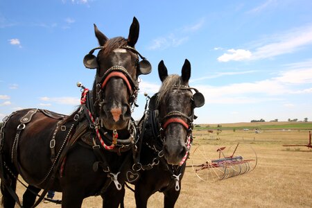 Team horsepower farm equipment
